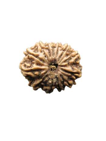 13-Mukhi-Rudraksha