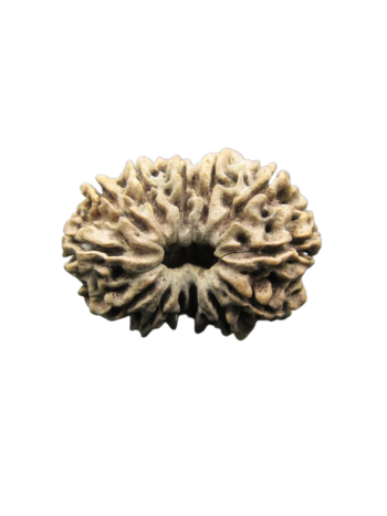 13-Mukhi-Rudraksha