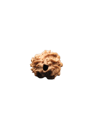 2-Mukhi-Rudraksha