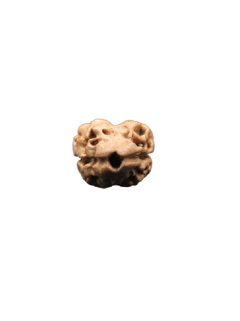 2-Mukhi-Rudraksha