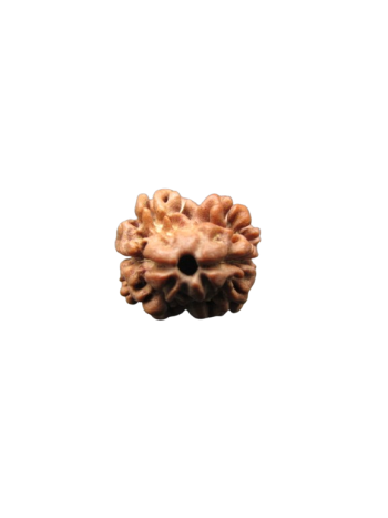 2-Mukhi-Rudraksha