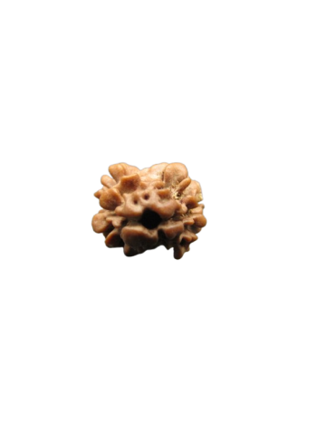 2-Mukhi-Rudraksha