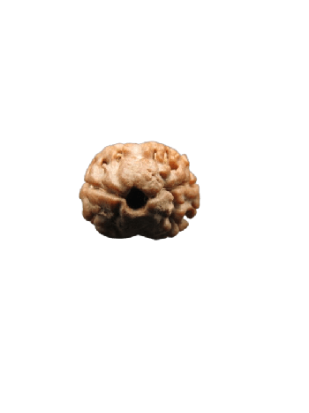 2-Mukhi-Rudraksha