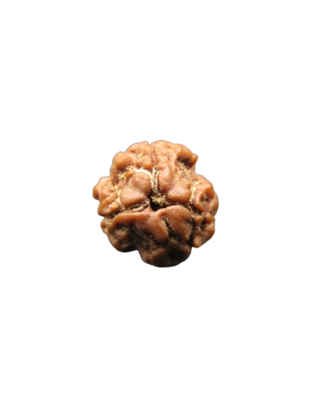 3-Mukhi-Rudraksha