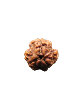 3-Mukhi-Rudraksha