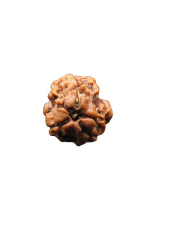 3-Mukhi-Rudraksha