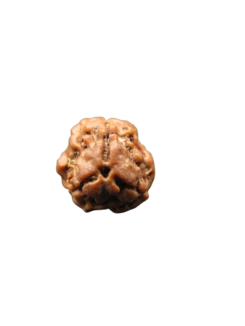 3-Mukhi-Rudraksha