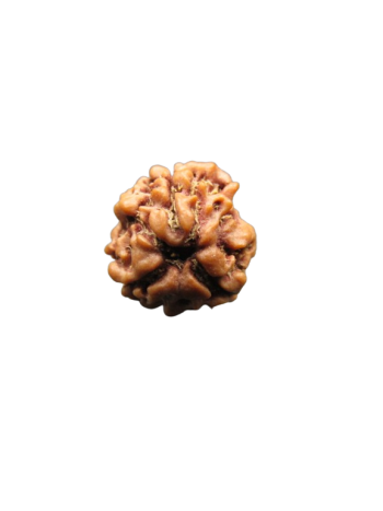 3-Mukhi-Rudraksha