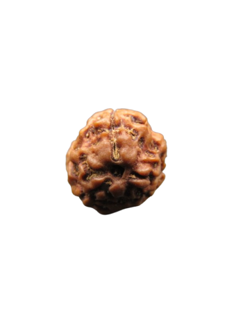 3-Mukhi-Rudraksha