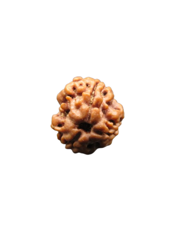 3-Mukhi-Rudraksha