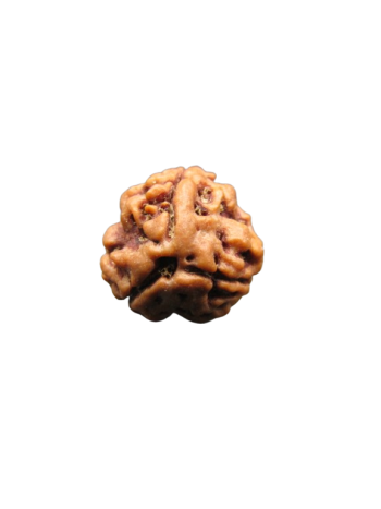 3-Mukhi-Rudraksha