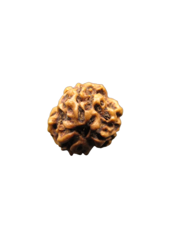 3-Mukhi-Rudraksha