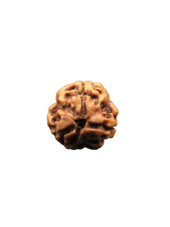 3-Mukhi-Rudraksha