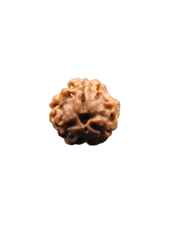 3-Mukhi-Rudraksha