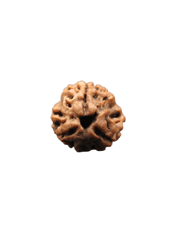 3-Mukhi-Rudraksha