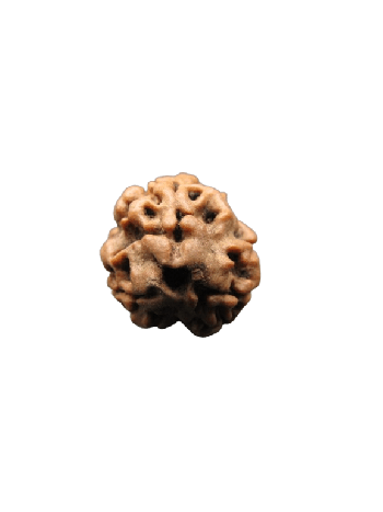 3-Mukhi-Rudraksha