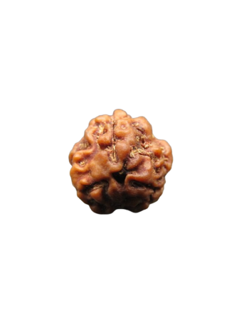 3-Mukhi-Rudraksha
