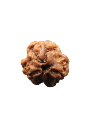 3-Mukhi-Rudraksha