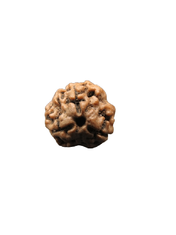3-Mukhi-Rudraksha