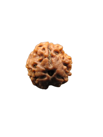 3-Mukhi-Rudraksha