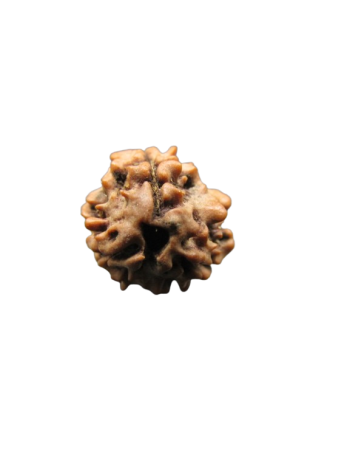 3-Mukhi-Rudraksha