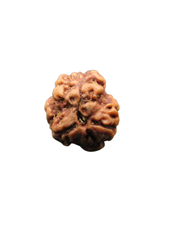 3-Mukhi-Rudraksha