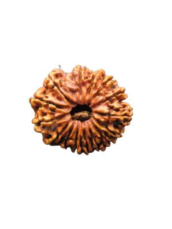 15-Mukhi-Rudraksha