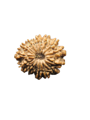 15-Mukhi-Rudraksha