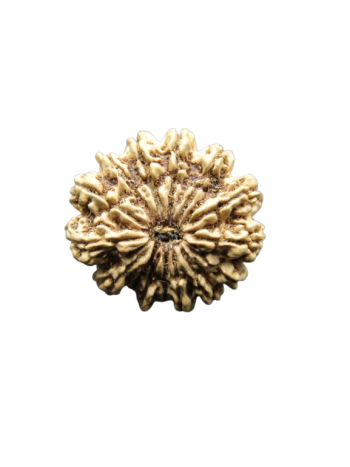 15-Mukhi-Rudraksha