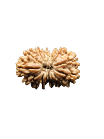 15-Mukhi-Rudraksha