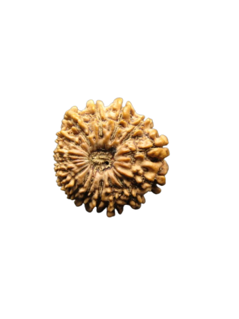 15-Mukhi-Rudraksha