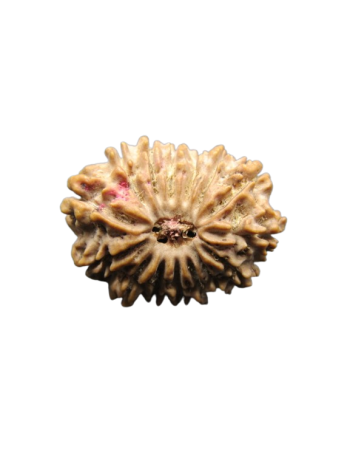 15-Mukhi-Rudraksha