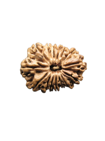 15-Mukhi-Rudraksha