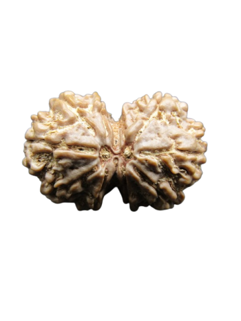 10-Mukhi-Gauri-Shankar-Rudraksha