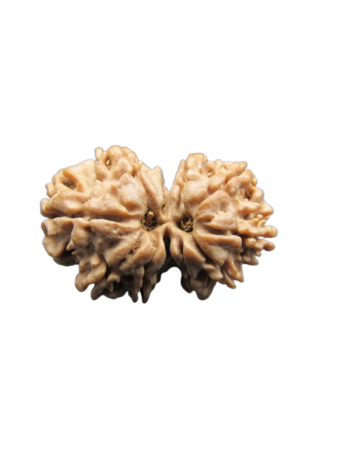 10-Mukhi-Gauri-Shankar-Rudraksha