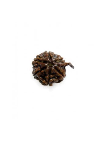 Nepalese 5 Mukhi / Ganesh Mukhi Rudraksha Bead 100% Natural (RUG5-026)