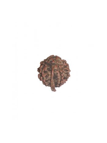 Authentic & Energized 5 Mukhi Ganesh Nepali Rudraksha Bead (RUWGR-001)