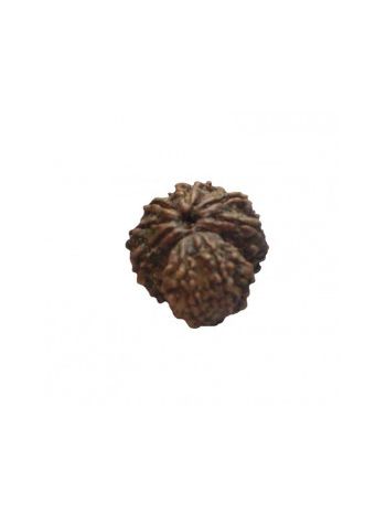 GARBH GAURI RUDRAKSHA With Certificate (RUGGP-003)- (NEPAL)