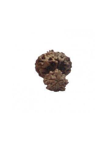 GARBH GAURI RUDRAKSHA With Certificate (RUGGP-005)- (NEPAL)