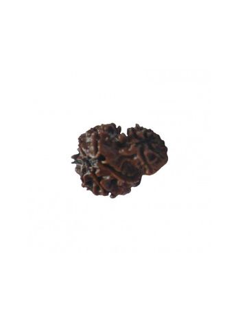 GARBH GAURI RUDRAKSHA With Certificate (RUGGP-006)- (NEPAL)