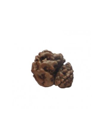 GARBH GAURI RUDRAKSHA With Certificate (RUGGP-007)- (NEPAL)