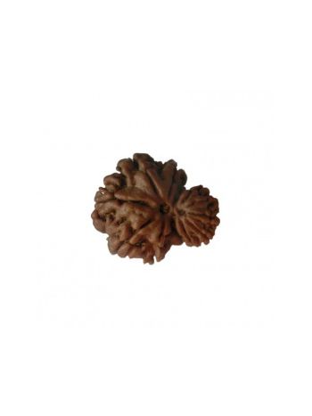 GARBH GAURI RUDRAKSHA With Certificate (RUGGP-010)- (NEPAL)