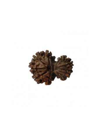GARBH GAURI RUDRAKSHA With Certificate (RUGGP-011)- (NEPAL)