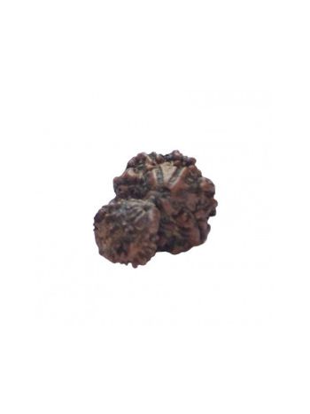 GARBH GAURI RUDRAKSHA With Certificate (RUGGP-012)- (NEPAL)
