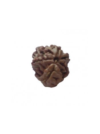 GARBH GAURI RUDRAKSHA With Certificate (RUGGP-014)- (NEPAL)