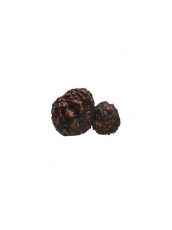 GARBH GAURI RUDRAKSHA With Certificate (RUGGP-022)- (NEPAL)