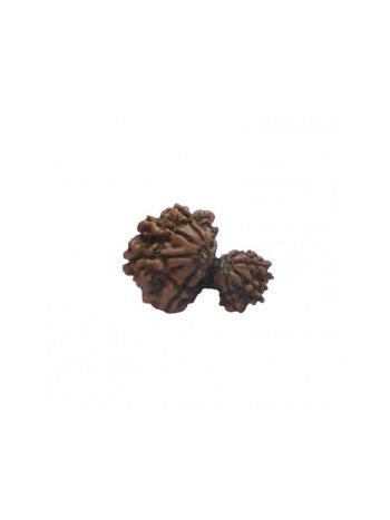 GARBH GAURI RUDRAKSHA With Certificate (RUGGP-023)- (NEPAL)