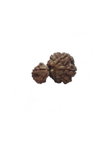GARBH GAURI RUDRAKSHA With Certificate (RUGGP-028)- (NEPAL)