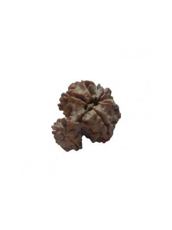 GARBH GAURI RUDRAKSHA With Certificate (RUGGP-029)- (NEPAL)