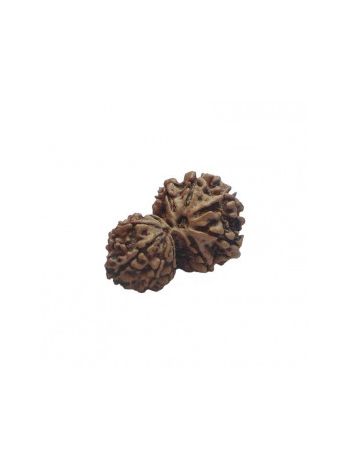 GARBH GAURI RUDRAKSHA With Certificate (RUGGP-030)- (NEPAL)